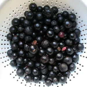 Jabuticaba Fruit Tree Live Plant - 6 inch Pot - Brazilian Grape Tree - Image 3