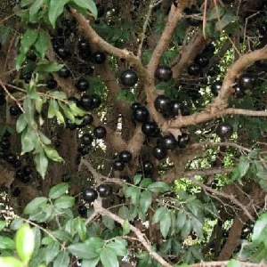 Jabuticaba Fruit Tree Live Plant - 6 inch Pot - Brazilian Grape Tree - Image 5