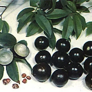 Jabuticaba Tree Live Plant – 4 inch Pot – Indoor/Outdoor Fruit Tree - Image 2