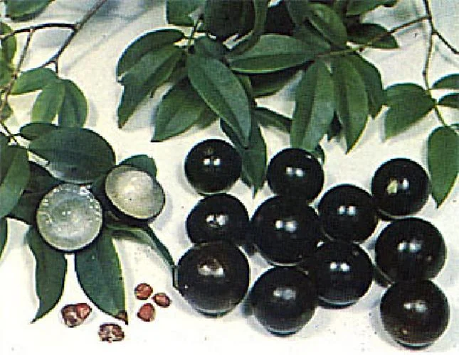 Jabuticaba Tree Live Plant – 4 inch Pot – Indoor/Outdoor Fruit Tree - Image 2