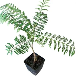 Jacaranda Live Starter Plant, Blue Jacaranda Tree, 6-8 Inch Tall, 3 Inch Pot - Image 10