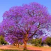 Jacaranda Live Starter Plant, Blue Jacaranda Tree, 6-8 Inch Tall, 3 Inch Pot - Image 1