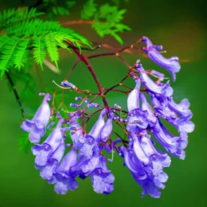 Jacaranda Live Starter Plant, Blue Jacaranda Tree, 6-8 Inch Tall, 3 Inch Pot - Image 2