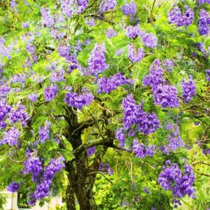 Jacaranda Live Starter Plant, Blue Jacaranda Tree, 6-8 Inch Tall, 3 Inch Pot - Image 3