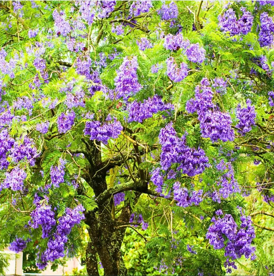 Jacaranda Live Starter Plant, Blue Jacaranda Tree, 6-8 Inch Tall, 3 Inch Pot - Image 3