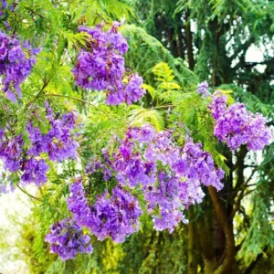 Jacaranda Live Starter Plant, Blue Jacaranda Tree, 6-8 Inch Tall, 3 Inch Pot - Image 5
