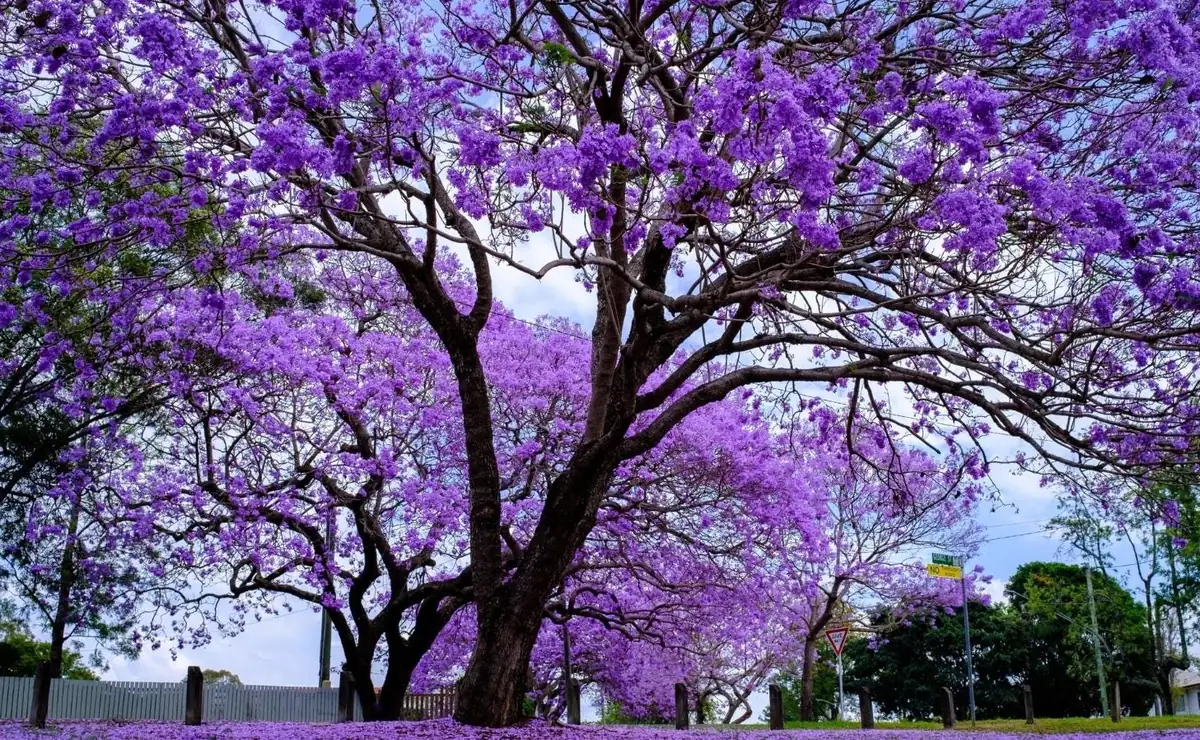 Jacaranda Live Starter Plant, Blue Jacaranda Tree, 6-8 Inch Tall, 3 Inch Pot - Image 7