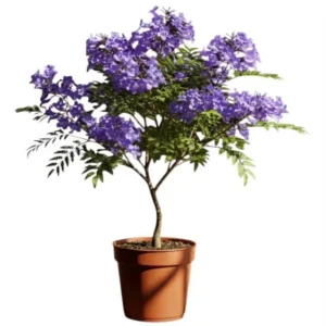 Jacaranda Live Starter Plant, Blue Jacaranda Tree, 6-8 Inch Tall, 3 Inch Pot - Image 8