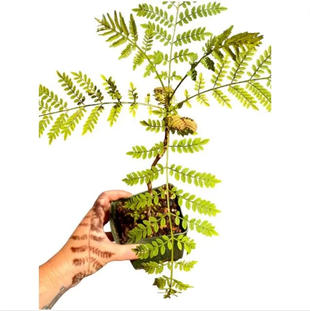 Jacaranda Live Starter Plant, Blue Jacaranda Tree, 6-8 Inch Tall, 3 Inch Pot - Image 9