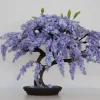 Jacaranda Mimosifolia Bonsai Tree Seeds - Blue Flamboyant - 10 Seeds - Image 1
