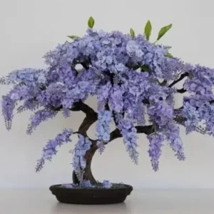 Jacaranda Mimosifolia Bonsai Tree Seeds - Blue Flamboyant - 10 Seeds - Image 1