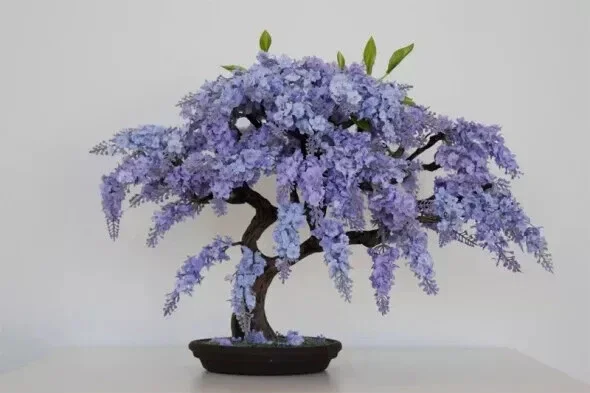Jacaranda Mimosifolia Bonsai Tree Seeds - Blue Flamboyant - 10 Seeds - Image 1