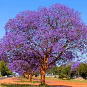 Jacaranda Mimosifolia Live Tree - Purple Jacaranda Plant 6-9 Inches Potted, Ornamental Outdoor - Image 1