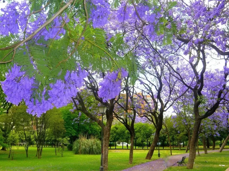 Jacaranda Mimosifolia Tree Seeds - 10 Blue Flamboyant Tree Seeds Rare Flowering - Image 2