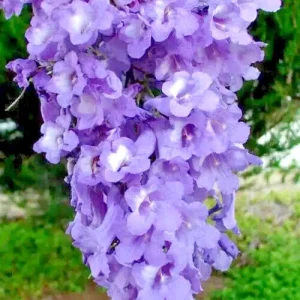 Jacaranda Mimosifolia Tree Seeds - 10 Blue Flamboyant Tree Seeds Rare Flowering - Image 1
