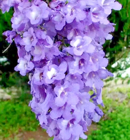 Jacaranda Mimosifolia Tree Seeds - 10 Blue Flamboyant Tree Seeds Rare Flowering - Image 1