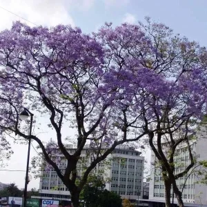 Jacaranda Mimosifolia Tree Seeds - 10 Blue Flamboyant Tree Seeds Rare Flowering - Image 3