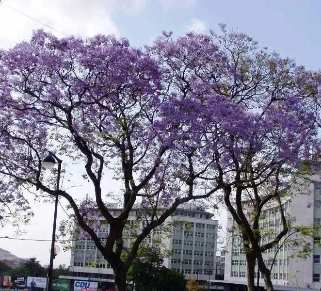 Jacaranda Mimosifolia Tree Seeds - 10 Blue Flamboyant Tree Seeds Rare Flowering - Image 3
