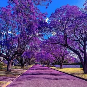 Jacaranda Tree Live Plant - 4 Inch Pot, 6-10 Inch Tall, Purple Flowers, Outdoor - Image 2