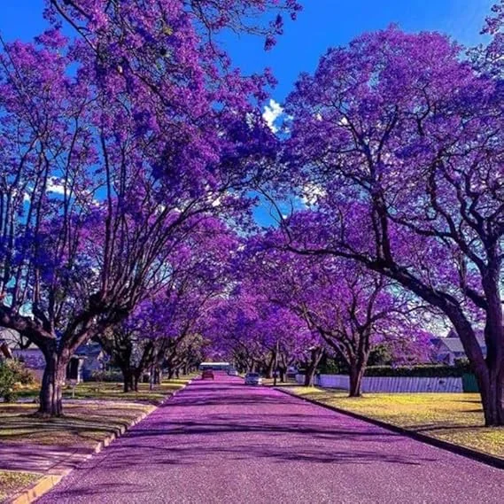 Jacaranda Tree Live Plant - 4 Inch Pot, 6-10 Inch Tall, Purple Flowers, Outdoor - Image 4