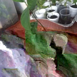 Jackfruit Live Plant – Artocarpus Heterophyllus Seedling Tree 6-12 inches Tall – Tropical Fruit Tree – Outdoor - Image 3