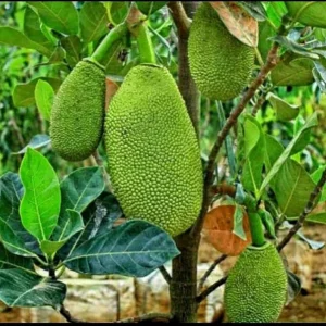 Jackfruit Live Plant – Tropical Fruit Tree in 4 Inch Pot – Outdoor - Image 2