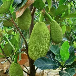 Jackfruit Live Seedling Plant - 7-12in Tall - Tropical Fruit Tree Starter - Image 1