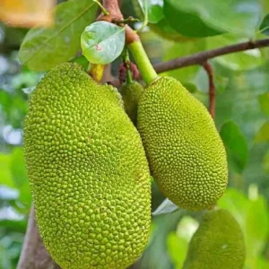 Jackfruit Live Seedling Plant - 7-12in Tall - Tropical Fruit Tree Starter - Image 3