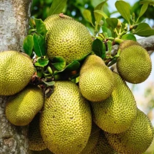Jackfruit Live Seedling Plant - 7-12in Tall - Tropical Fruit Tree Starter - Image 4