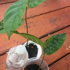 Jackfruit Live Seedling Plant - 7-12in Tall - Tropical Fruit Tree Starter - Image 6