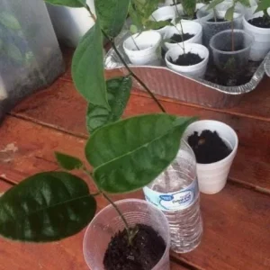 Jackfruit Live Seedling Plant - 7-12in Tall - Tropical Fruit Tree Starter - Image 7
