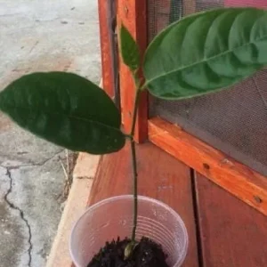 Jackfruit Live Seedling Plant - 7-12in Tall - Tropical Fruit Tree Starter - Image 8