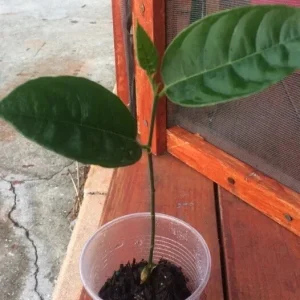 Jackfruit Seedling Plant 6-12 inches - Artocarpus Heterophyllus Tropical Fruit Tree - Organic Outdoor - Image 6