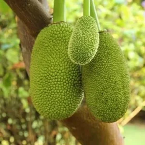 Jackfruit Tree Live Plant – 3 Gallon – 3 Feet Tall – Tropical Fruit - Image 2