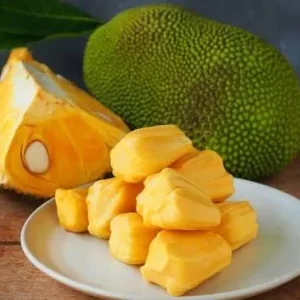 Jackfruit Tree Live Plant – 3 Gallon – 3 Feet Tall – Tropical Fruit - Image 4
