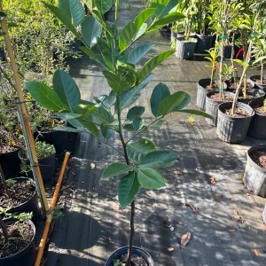 Jackfruit Tree Live Plant – 3 Gallon – 3 Feet Tall – Tropical Fruit - Image 5