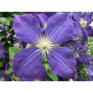 Jackmanii Clematis Vine Live Plant – Velvety Purple Flowers – 2.5