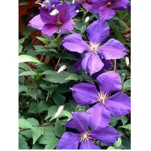 Jackmanii Clematis Vine Live Plant – Velvety Purple Flowers – 2.5