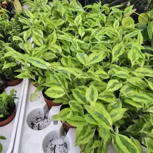 Jacob's Ladder Pedilanthus Live Plant – Pedilanthus Tithymaloides – Devil's Backbone – 3 inch Pot - Image 2