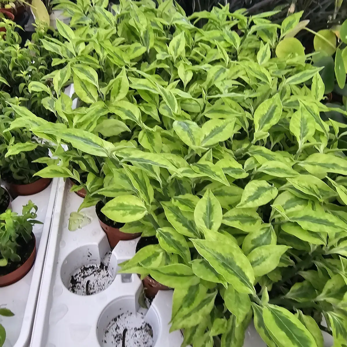 Jacob's Ladder Pedilanthus Live Plant – Pedilanthus Tithymaloides – Devil's Backbone – 3 inch Pot - Image 2