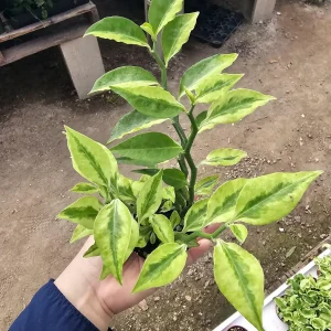 Jacob's Ladder Pedilanthus Live Plant – Pedilanthus Tithymaloides – Devil's Backbone – 3 inch Pot - Image 3