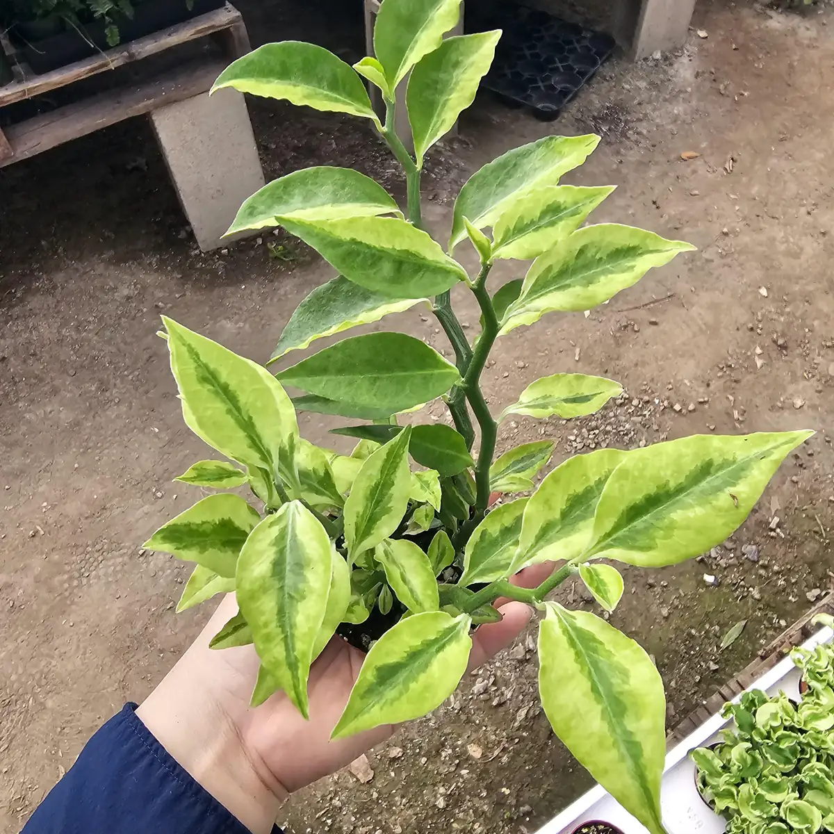 Jacob's Ladder Pedilanthus Live Plant – Pedilanthus Tithymaloides – Devil's Backbone – 3 inch Pot - Image 3