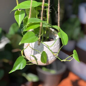 Jade Heart Leaf Philodendron Live Plant – 3 inch Nursery Pot – Easy Care Indoor Hanging Plant - Image 2