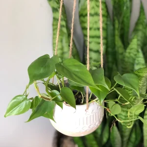 Jade Heart Leaf Philodendron Live Plant – 3 inch Nursery Pot – Easy Care Indoor Hanging Plant - Image 5