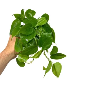 Jade Philodendron Live Plant - 4 inch Nursery Pot - Low Light Indoor Houseplant - Image 4