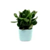 Jade Plant (Crassula ovata) Live Plant – 4 inch Pot with Light Blue Ceramic Planter - Image 1