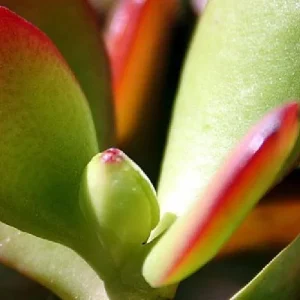 Jade Plant (Crassula ovata) Live Succulent Plant – 2 inch Pot – Indoor - Image 3
