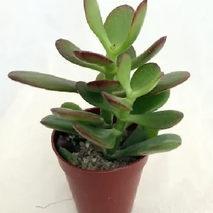 Jade Plant (Crassula ovata) Live Succulent Plant – 2 inch Pot – Indoor - Image 1