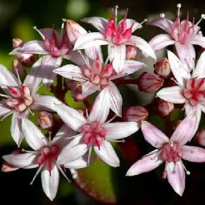 Jade Plant (Crassula ovata) Live Succulent Plant – 2 inch Pot – Indoor - Image 4