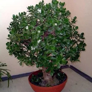 Jade Plant (Crassula ovata) Live Succulent Plant – 2 inch Pot – Indoor - Image 7